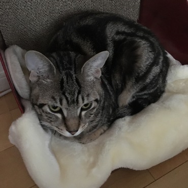 叱られて、怒ってる海ちゃん。この後、呼んでも無視する海ちゃん。ごはんを食べた後はご機嫌なおって、ゴロすり海ちゃん。