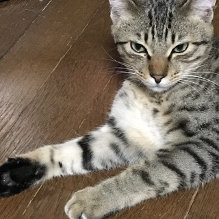 全キジトラ君のママ募集中