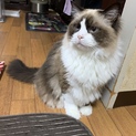 ラグドール