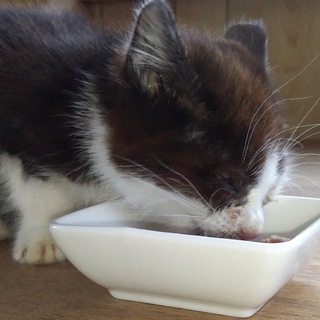 玄関前に野良母が連れてきました。