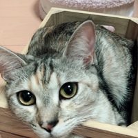 コキン