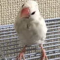 2019.11生　白文鳥♂桜文鳥♂非手乗り