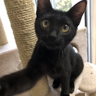 元気なくろねこちゃん