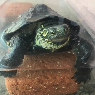 元気なクサガメの里親さん募集中です！