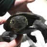元気なクサガメの里親さん募集中です！ サムネイル2