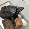 元気なクサガメの里親さん募集中です！ サムネイル3
