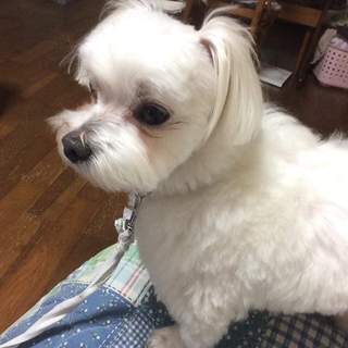 島根県よりマルチーズ9歳オス飼い主さん募集！