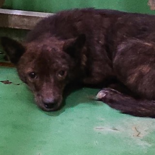 【感謝】繋がります！お利口さんすぎるくまこ♀