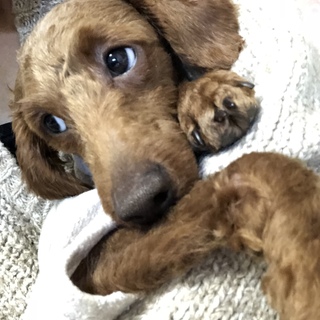 トイプー 殿サマ