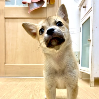 ★小さなドロボー！モーリスくん★