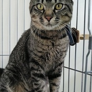 【島根県より】どっしりむっちりキジトラ男子