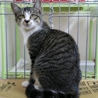  【島根県より】キジ白男子飼い主さん募集！