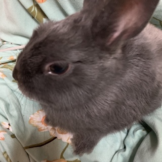 人懐っこいウサギです