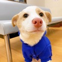 【みれなちゃん】生後３か月の子犬（女の子♀）