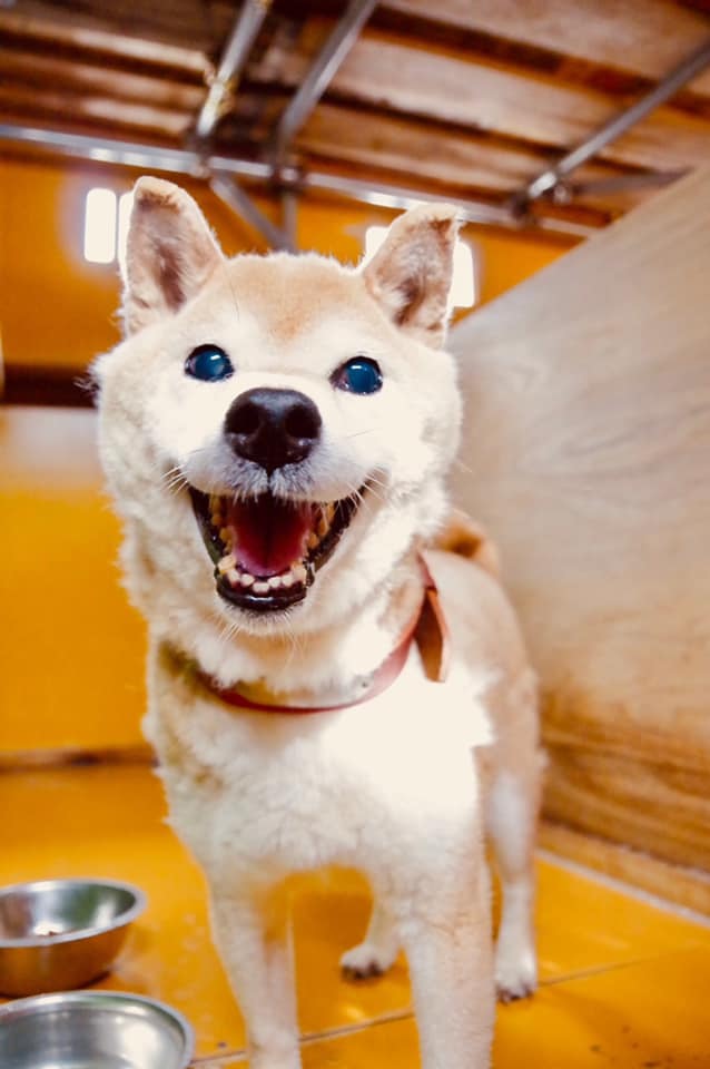 生粋の性格の柴！『しばじろう』♂ サムネイル2