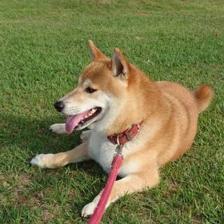 柴犬。里親さん募集終了　預けました