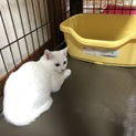 人なつっこい白猫さん