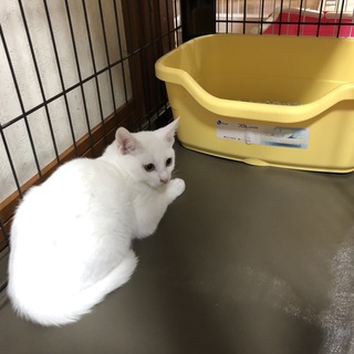 人なつっこい白猫さん