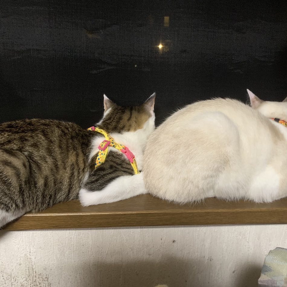 ぱーるのカバー写真
