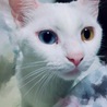 の写真