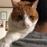 はまち