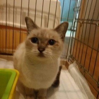 可愛いアキちゃんです。