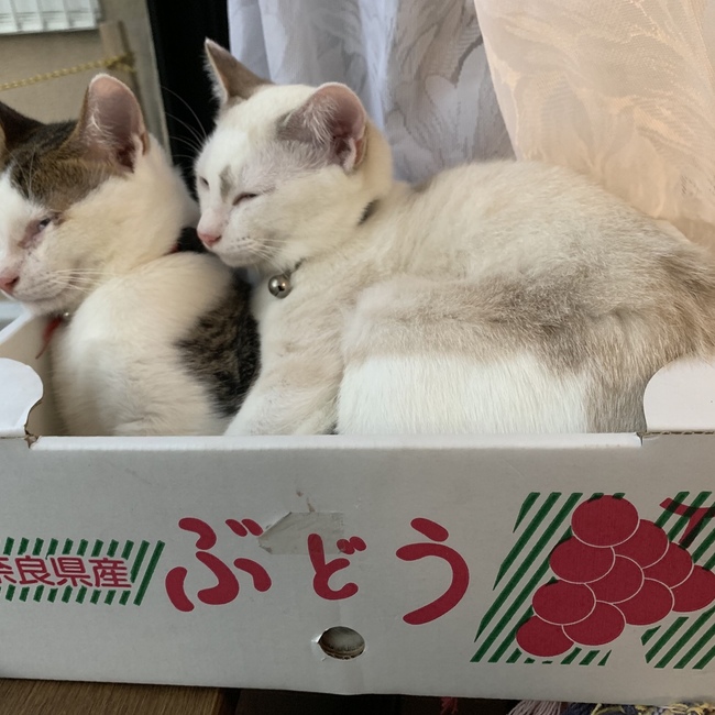 あき。。kのカバー写真