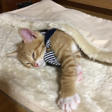 あったかオフトゥン幸せニャン♪
