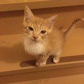 子猫里親募集。写真数枚更新しました