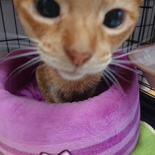 アビシニアンのおばあちゃん アミちゃん