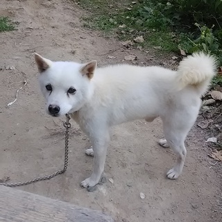 家族になってください、散歩大好きなぺス君。