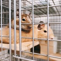デグー2匹の里親募集