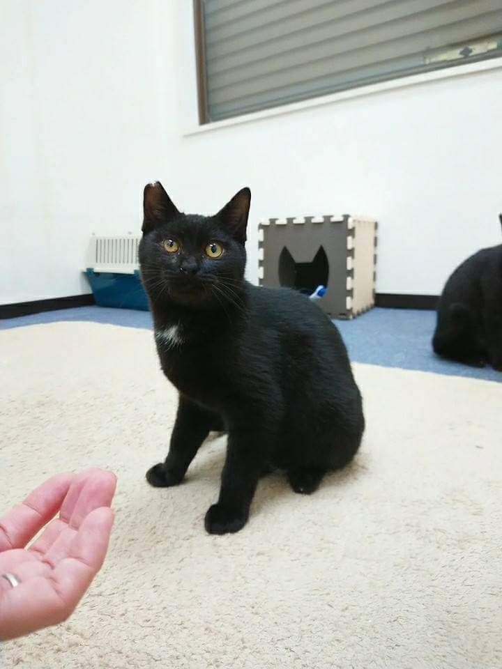 優しい男の子 黒猫のきなこ 大阪府 猫の里親募集 ペットのおうち 月間利用者150万人