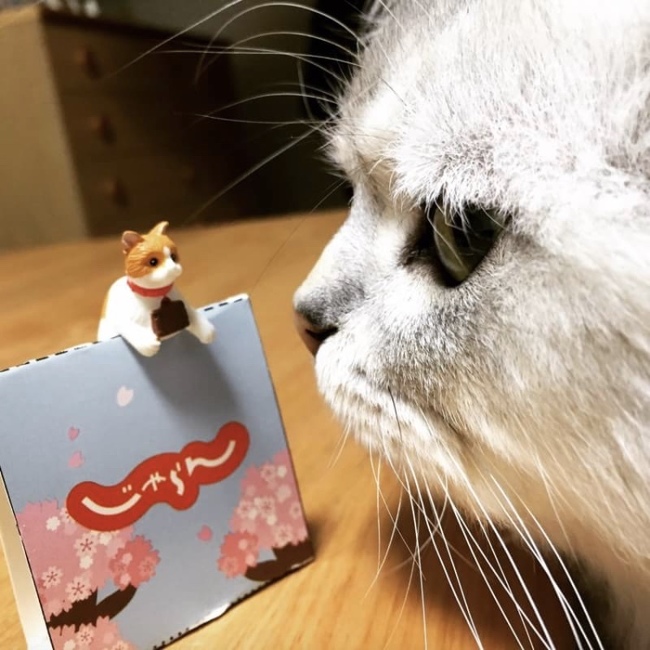 ニラ5266のカバー写真