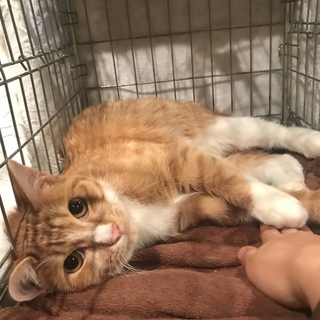 ゴロスリ茶太郎くん☆7か月