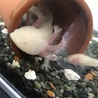 ウーパールーパー里親募集 サムネイル2