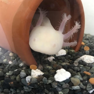 ウーパールーパー里親募集