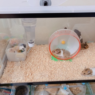 急募！引越しのため里親様募集。