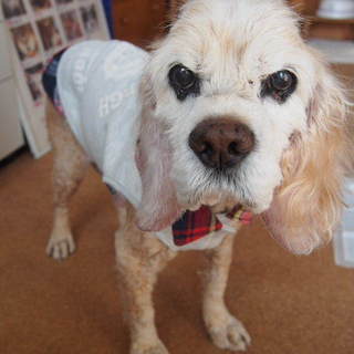 シニアでも日々進歩中、コッカーのショーン。