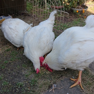 里親さん、決まりました