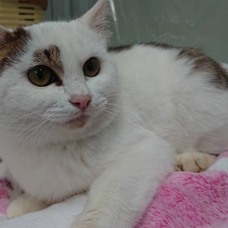 新たなご家族ができました&他の子もご縁を頂きました