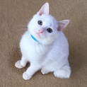 真っ白で半長毛のフワフワの女の子、きらりです！ 