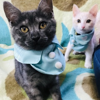 3ヶ月未満のオス猫2匹です