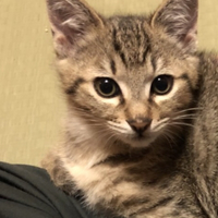 いもまる
