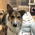 お利口さんの3歳のハチくん
