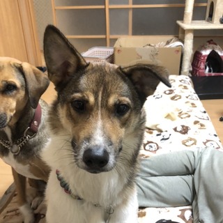 お利口さんの3歳のハチくん