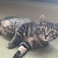 ひじき