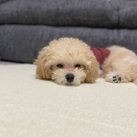おでん