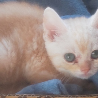 目の大きな可愛い子です