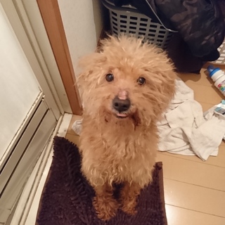 某保健所殺処分予定だったアラン君✨